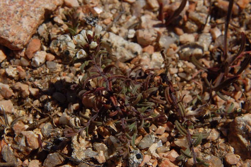 Odontites corsicus / Perlina sardo-corsa